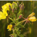 Evening Primrose