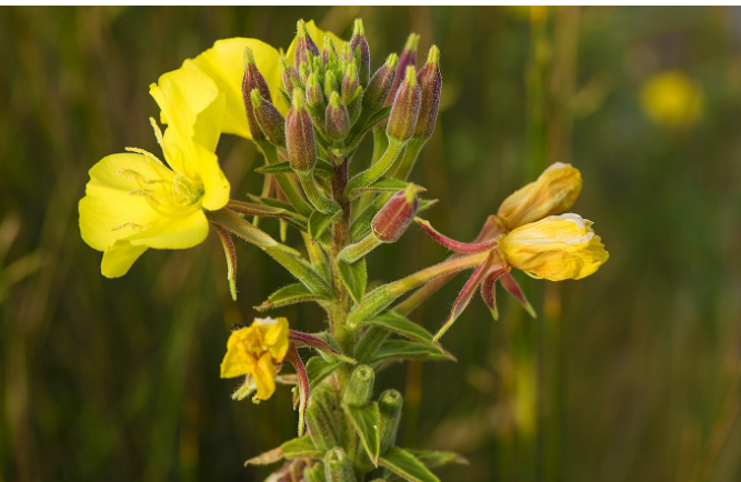 Read more about the article Amazing Benefits of Evening Primrose Oil