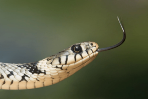 Read more about the article First Aid for Snake Bites: Symptoms, Types, Treatments